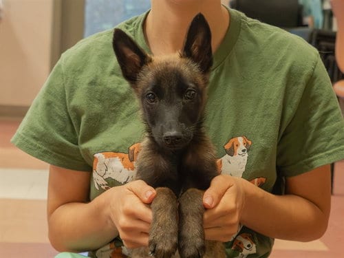 Photo of Mavis, adoptable Belgian Shepherd Malinois in Martinez, California