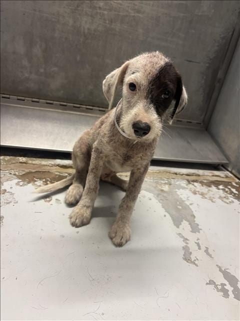 Photo of A433303, adoptable Dachshund in Conroe, Texas