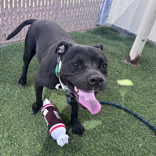 Photo of Marcie, adoptable American Staffordshire Terrier in Phoenix, Arizona