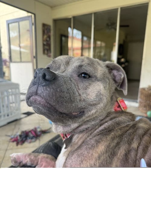 Photo of Leia, adoptable Staffordshire Bull Terrier in ROSEVILLE, California