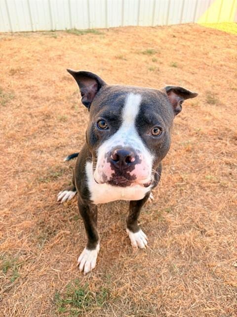 Photo of Drew Mcintyre, adoptable Pit Bull Terrier in Killeen, Texas