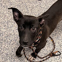 Photo of Miki, adoptable American Staffordshire Terrier in Golden, Colorado