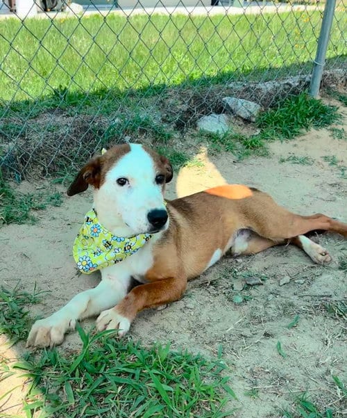 Photo of Mario, adoptable Unknown breed in Shelburne, Vermont