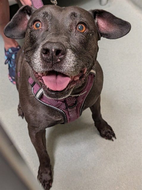 Photo of Maki Mae, adoptable American Bulldog in Lee's Summit, Missouri
