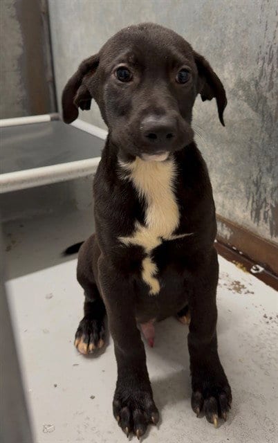 Photo of Drax, adoptable Rhodesian Ridgeback in Conroe, Texas