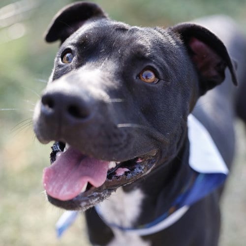Photo of Anderson, adoptable American Staffordshire Terrier in San Antonio, Texas