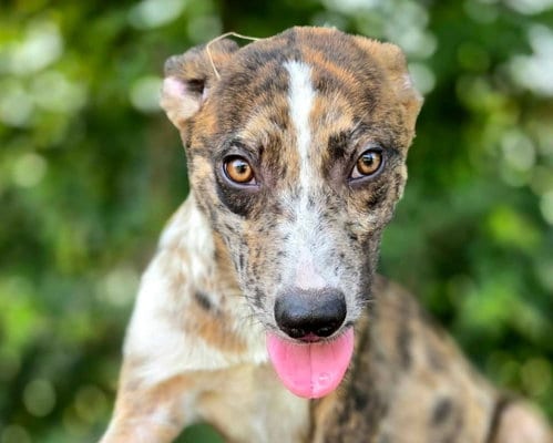 Photo of Boone, adoptable Catahoula Leopard Dog in Anniston, Alabama