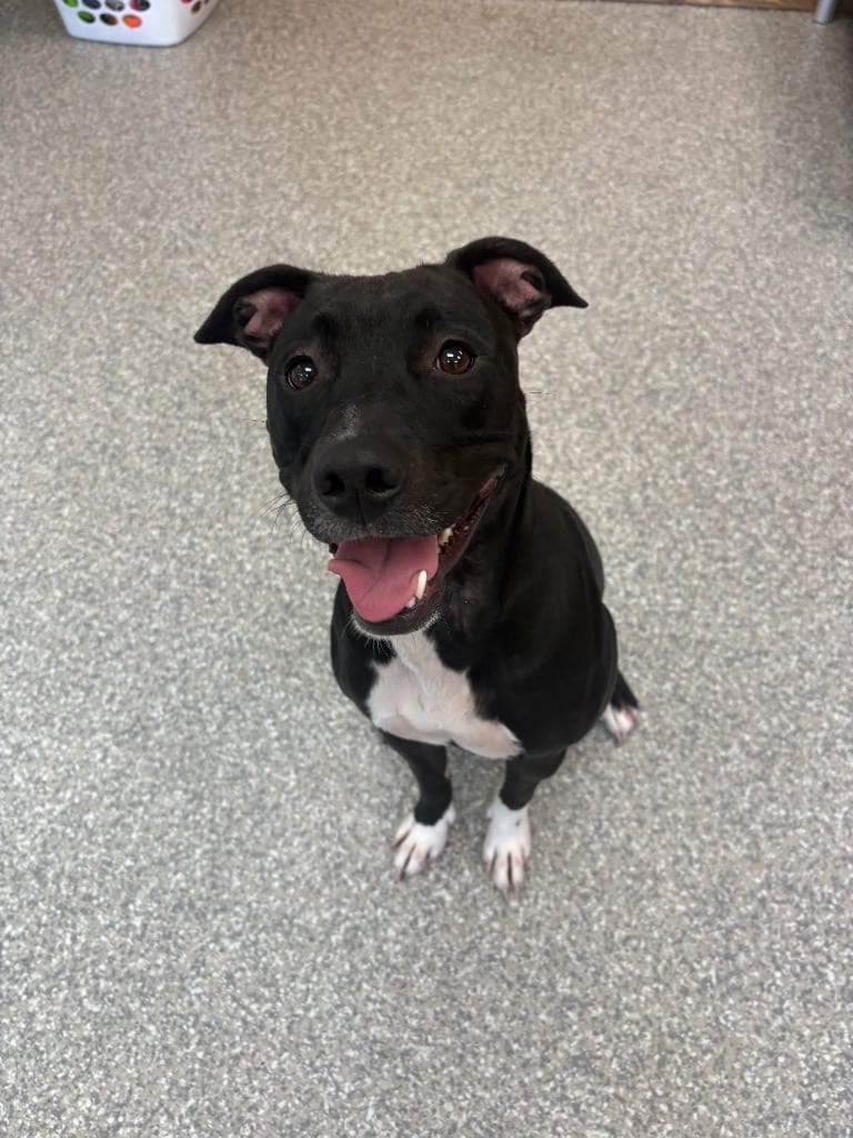 Photo of Sofia, adoptable Pit Bull Terrier in Findlay, Ohio