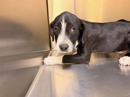 Photo of Waldo, adoptable German Wirehaired Pointer in Orange, California