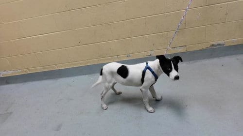 Photo of Scooby, adoptable Rat Terrier in Tulsa, Oklahoma