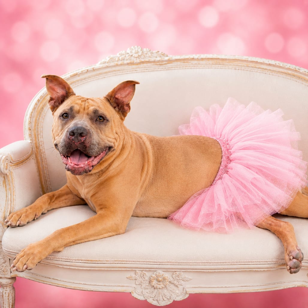 Photo of Ballerina, adoptable Pei, Shar / Mixed Breed (Medium) in Binghamton, New York