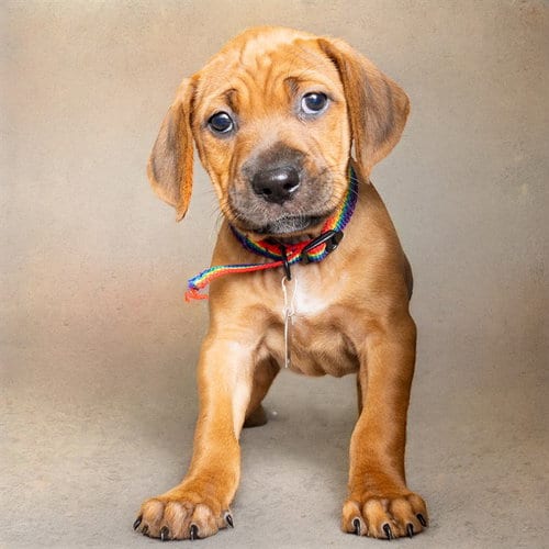 Photo of Winona, adoptable Redbone Coonhound in Maryland, Missouri