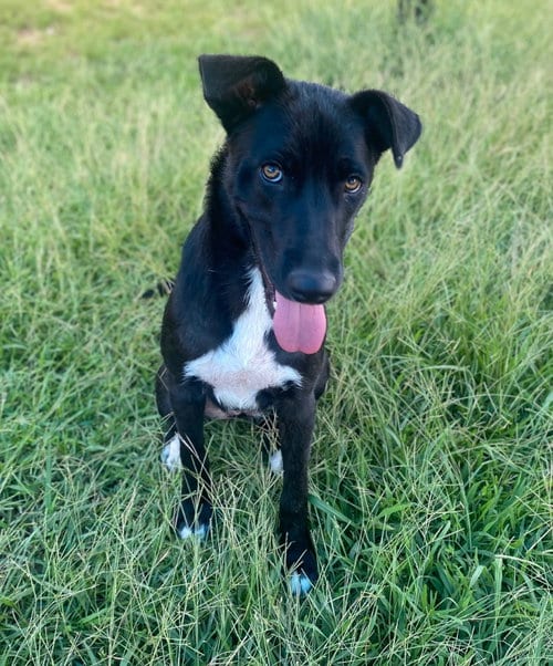 Photo of Leslie, adoptable Labrador Retriever in Bryant, Arkansas