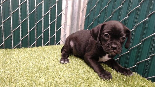 Photo of Mojaejae, adoptable Pug in Downey, California