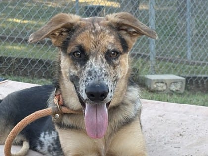 Photo of Bud, adoptable dog in Georgetown, Texas