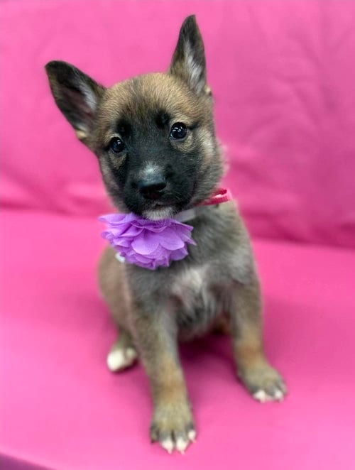 Photo of Frosting, adoptable Husky in Sedalia, Colorado