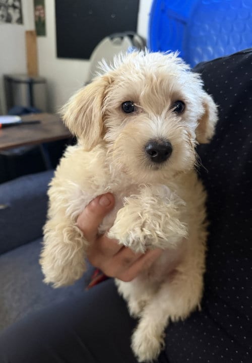 Photo of Sam, adoptable Schnauzer in Wheaton, Illinois