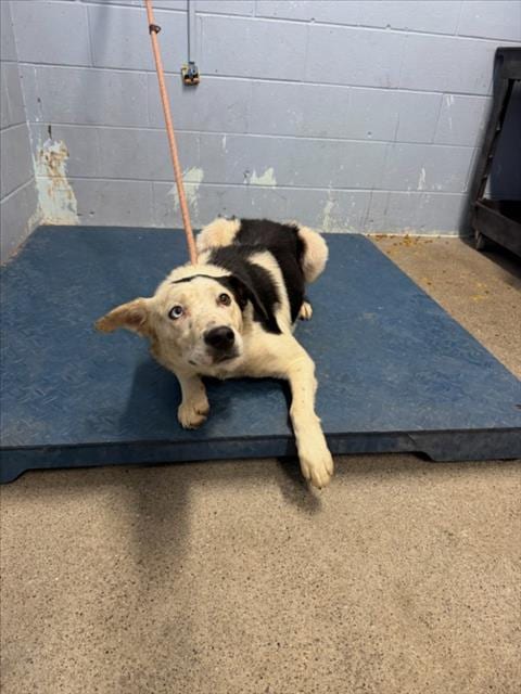 Photo of Miata, adoptable Border Collie in Woodland, California
