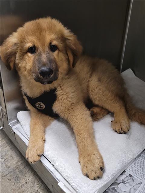 Photo of Bean, adoptable German Shepherd Dog in Van Nuys, California
