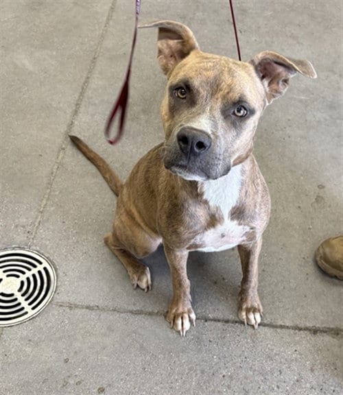 Photo of Samantha, adoptable American Pit Bull Terrier in Mesa, Arizona
