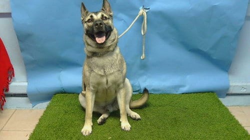 Photo of Axel, adoptable German Shepherd Dog in Baldwin Park, California