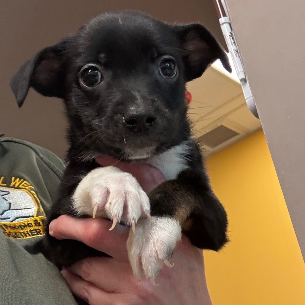 Photo of Amber, adoptable Terrier, Jack Russell / Shepherd, Australian in Bend, Oregon