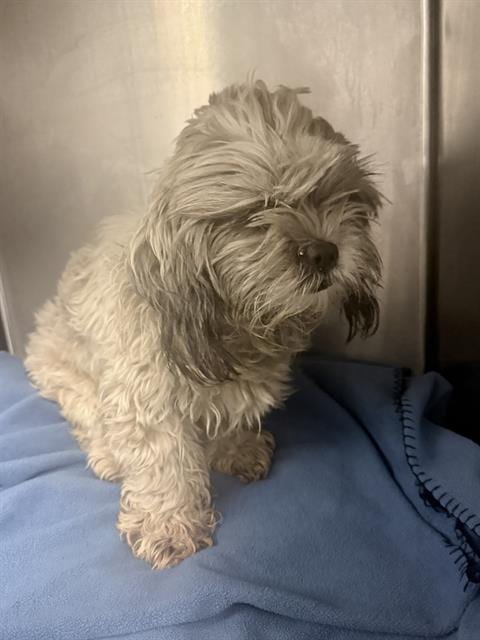 Photo of Timmy, adoptable Shih Tzu in Riverside, California