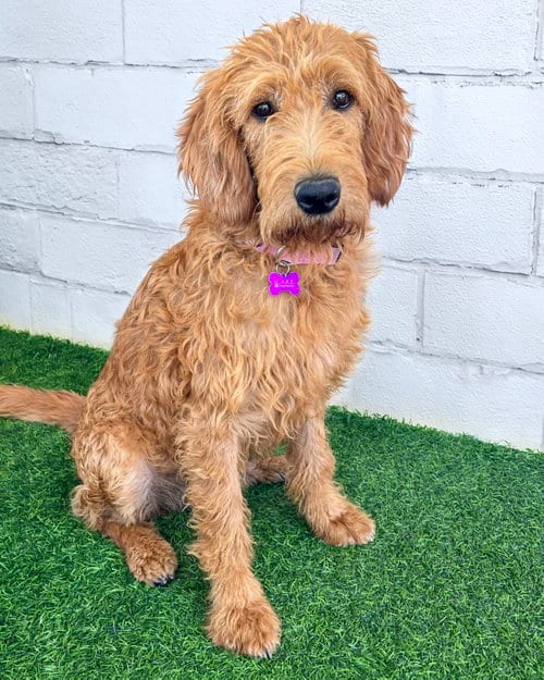 Photo of Sage, adoptable Poodle (Standard) in Corona, California