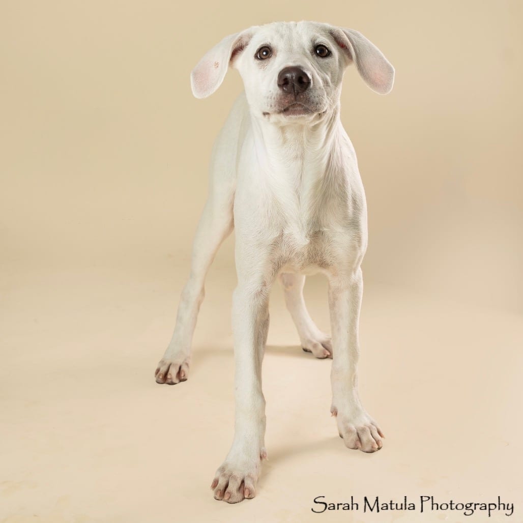Photo of Bamboozle, adoptable Retriever, Labrador / Cattle Dog in Kanab, Utah