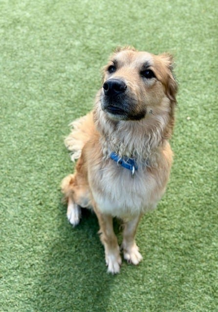 Photo of Wren, adoptable Mixed Breed