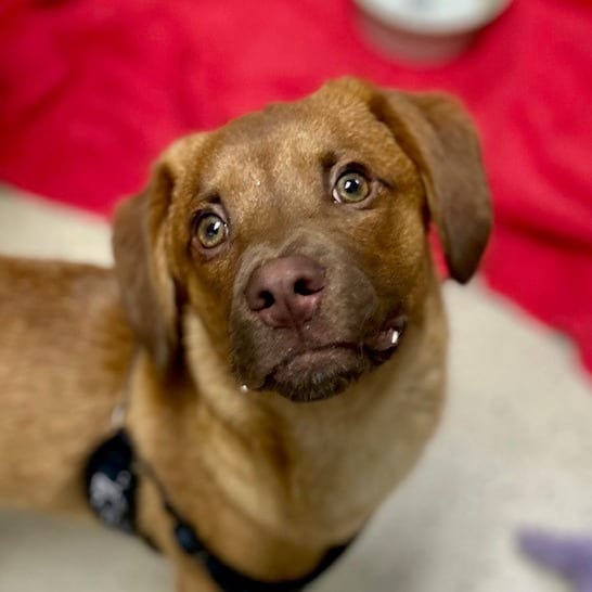 Photo of Chance, adoptable Mixed Breed (Small) in Cape Girardeau area, Missouri
