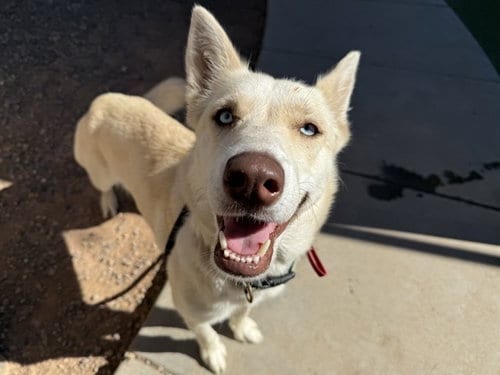 Photo of Pearl, adoptable Siberian Husky in Phoenix, Arizona