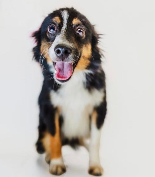 Photo of Gus, adoptable Australian Shepherd in York, South Carolina