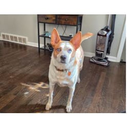 Photo of Ruby, adoptable Australian Cattle Dog in Kansas City, Missouri