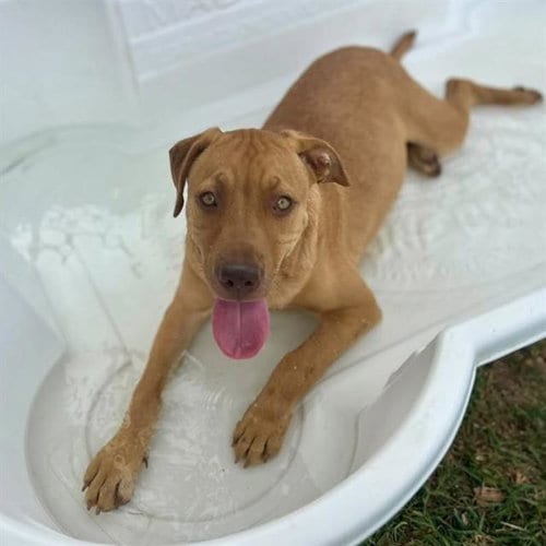 Photo of Canelo, adoptable Pit Bull Terrier in Riverside, California