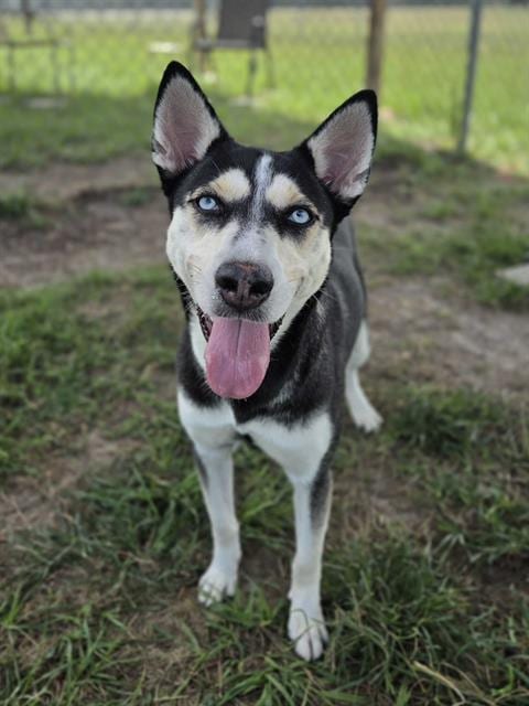 Photo of Misha, adoptable Husky in Rosenberg, Texas
