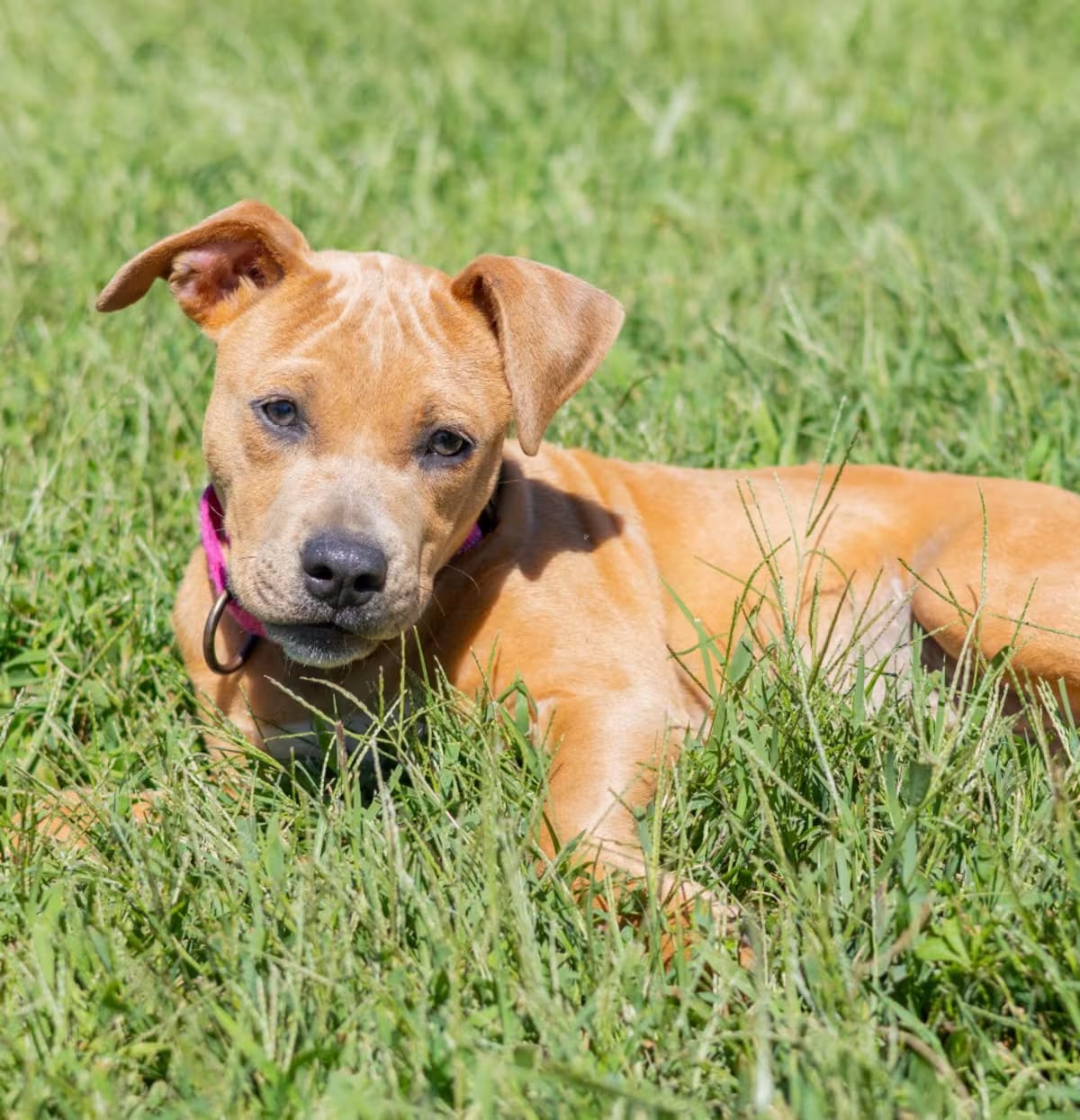 Photo of Chloe, adoptable Black Mouth Cur Mixed Breed (Medium) in Wilmington, Delaware