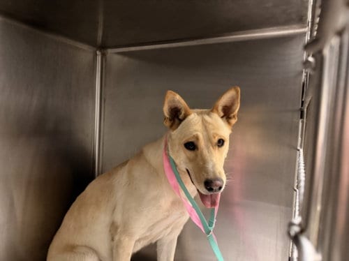 Photo of Sam, adoptable Carolina Dog in Van Nuys, California