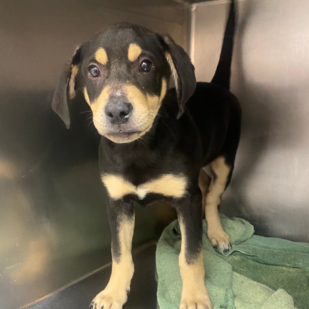 Photo of Tanner, adoptable Hound / Mixed Breed (Medium) in Columbus, Georgia