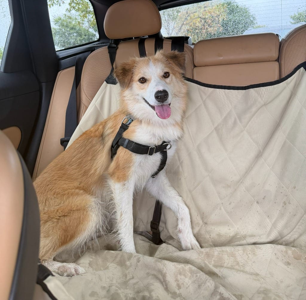 Photo of Baylee, adoptable Border Collie in Texas