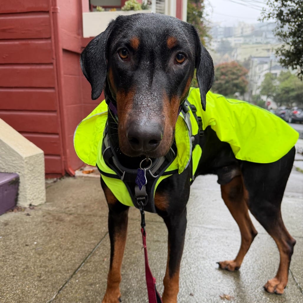 Photo of Curtis, adoptable Pinscher, Doberman / Mix in San Francisco, California
