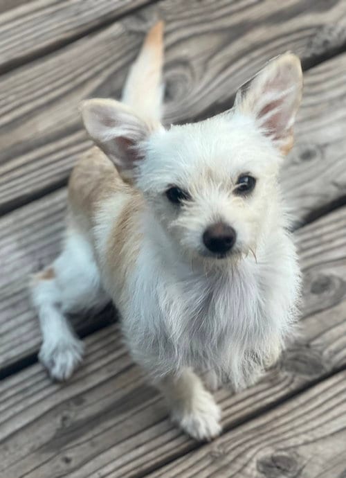 Photo of Truffles, adoptable Terrier in Dana Point, California