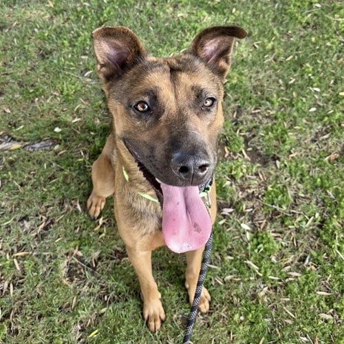 Photo of Gunner, adoptable Belgian Shepherd Malinois in Mesa, Arizona