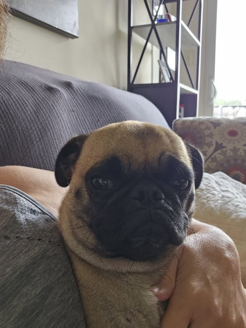 Photo of Daphne, adoptable Pug in Indianapolis, Indiana