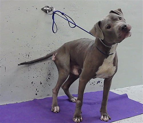 Photo of Tango, adoptable Staffordshire Bull Terrier in Houston, Texas