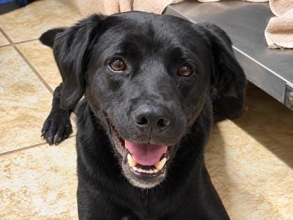 Photo of Dooku, adoptable dog in Georgetown, Texas