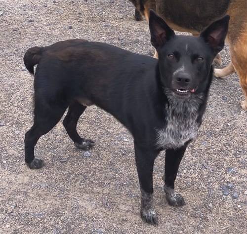 Photo of Duke, adoptable Australian Cattle Dog/Blue Heeler in Garden City, New York