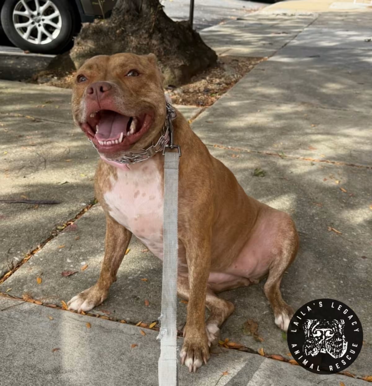 Photo of Bay, adoptable Terrier (Unknown Type, Medium)/Mixed Breed (Medium) in Washington, District of Columbia