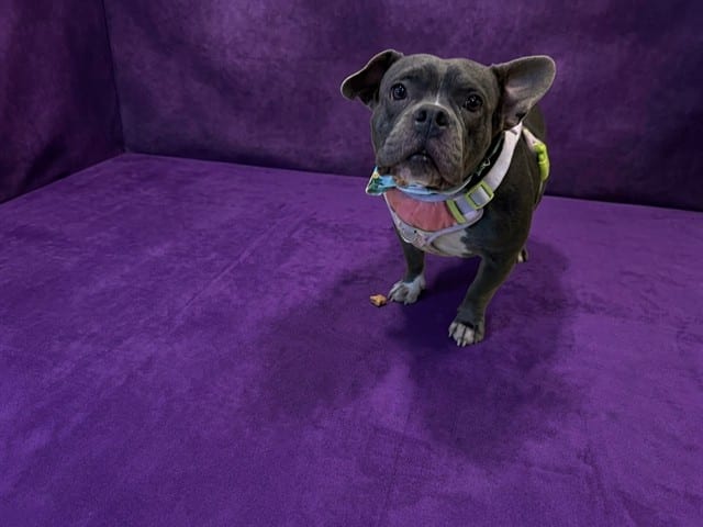 Photo of Misty, adoptable Bulldog mix in Miami, Florida