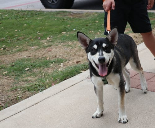 Photo of Cozmo, adoptable Husky in Pflugerville, Texas